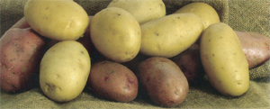 Prodotti tipici